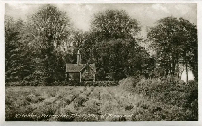 Framed Print : Lavender Field & Cottage, Mount Pleasant, Hertfordshire Framed Print : Lavender Field & Cottage, Mount Pleasant, Hertfordshire