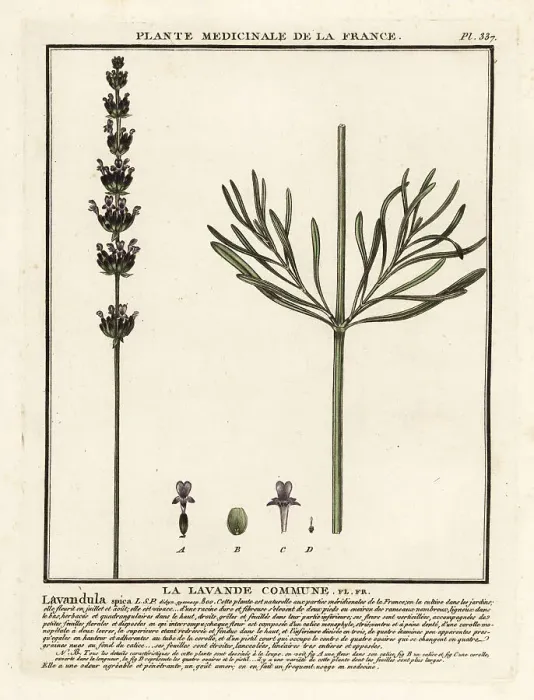 Framed Print : Lavender, Lavandula angustifolia Framed Print : Lavender, Lavandula angustifolia