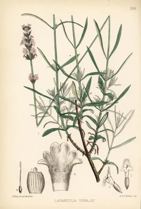 Framed Print : Lavender, Lavandula angustifolia subsp. pyrenaica Framed Print : Lavender, Lavandula angustifolia subsp. pyrenaica