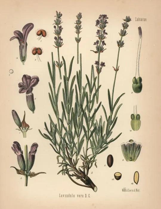 Framed Print : Lavender, Lavandula angustifolia subsp. pyrenaica Framed Print : Lavender, Lavandula angustifolia subsp. pyrenaica