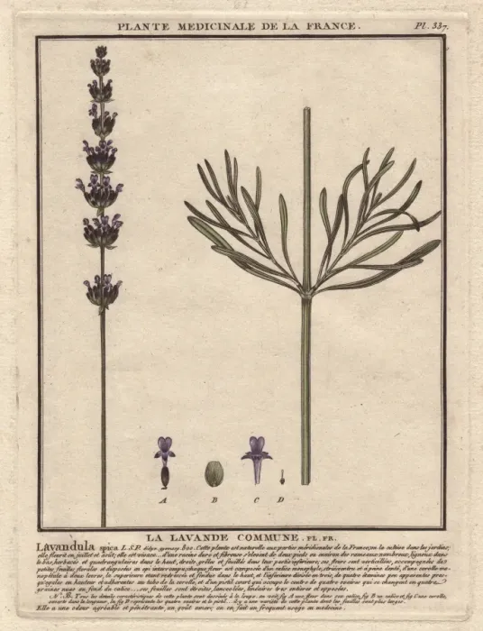Framed Print : Lavender, Lavandula spica Framed Print : Lavender, Lavandula spica