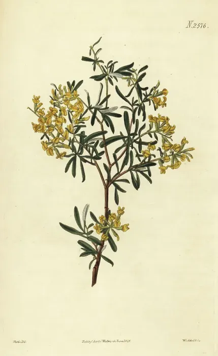 Framed Print : Lavender-leaved anthyllis, Anthyllis hermanniae Framed Print : Lavender-leaved anthyllis, Anthyllis hermanniae