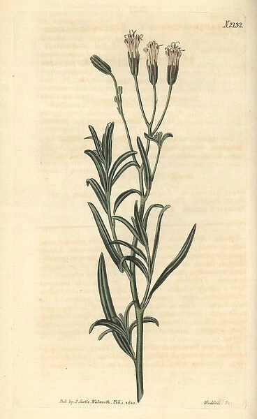 Lavender-leaved palafoxia, Palafoxia linearis