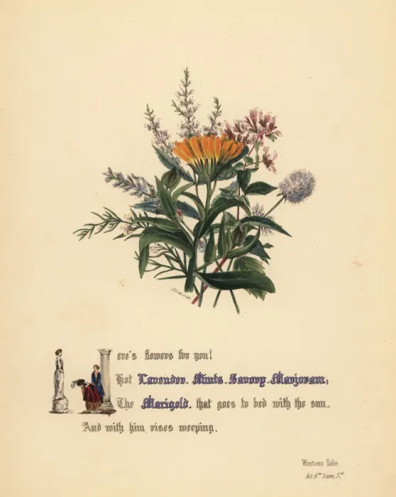 Framed Print : Lavender, Mints, Savory, Marjoram and Marigold Framed Print : Lavender, Mints, Savory, Marjoram and Marigold