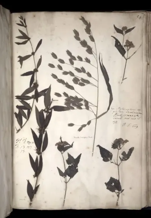 Framed Print : Lawson plant specimens Framed Print : Lawson plant specimens