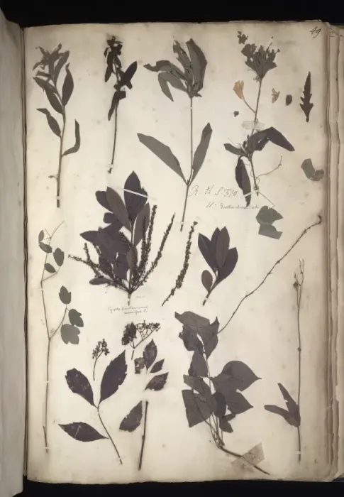 Framed Print : Lawson plant specimens Framed Print : Lawson plant specimens
