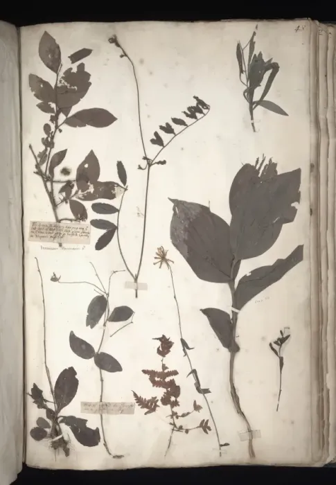Framed Print : Lawson plant specimens Framed Print : Lawson plant specimens