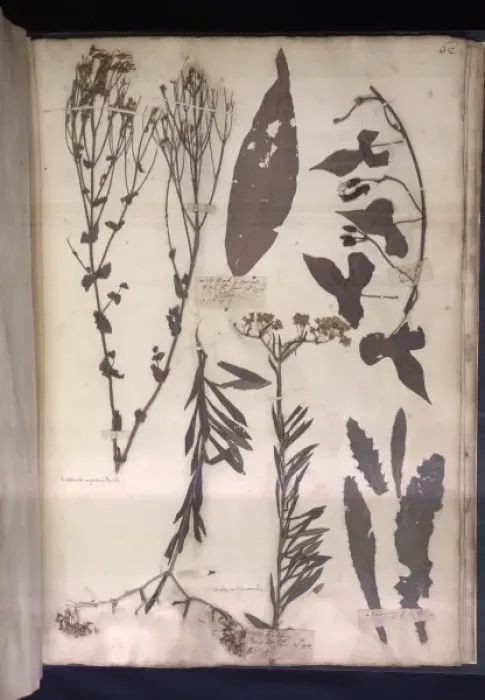 Framed Print : Lawson plant specimens Framed Print : Lawson plant specimens