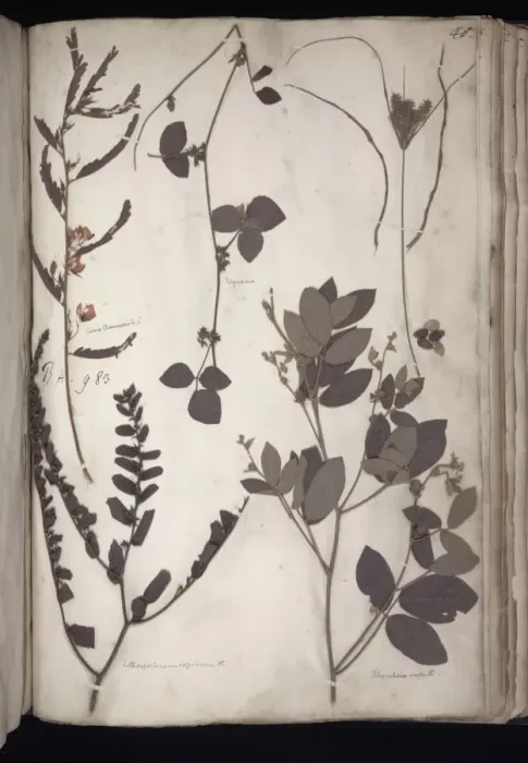 Framed Print : Lawson plant specimens Framed Print : Lawson plant specimens