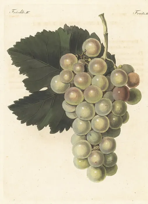 Framed Print : Le Chasselas vert, white grape variety Framed Print : Le Chasselas vert, white grape variety