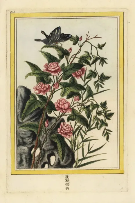 Framed Print : Le Liseron rouge a fleurs doubles Framed Print : Le Liseron rouge a fleurs doubles