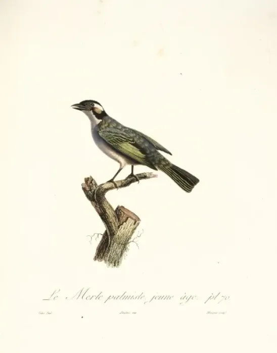 Framed Print : Le Merle palmiste, blackbird in cabbage tree Framed Print : Le Merle palmiste, blackbird in cabbage tree