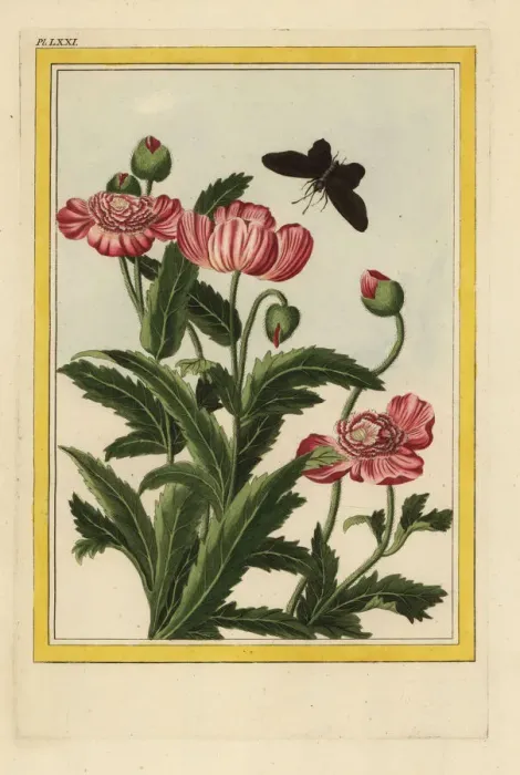 Framed Print : Le Pavot a fleurs doubles Framed Print : Le Pavot a fleurs doubles