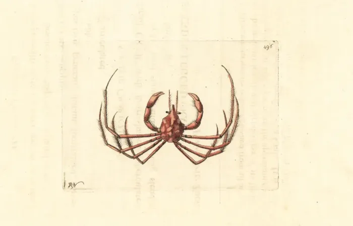 Framed Print : Leachs spider crab, Inachus phalangium Framed Print : Leachs spider crab, Inachus phalangium