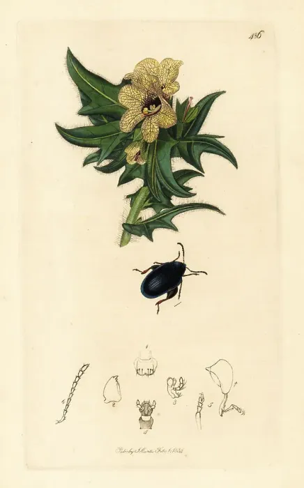 Framed Print : Leaf beetle, Psylliodes chalcomerus, on common henbane Framed Print : Leaf beetle, Psylliodes chalcomerus, on common henbane