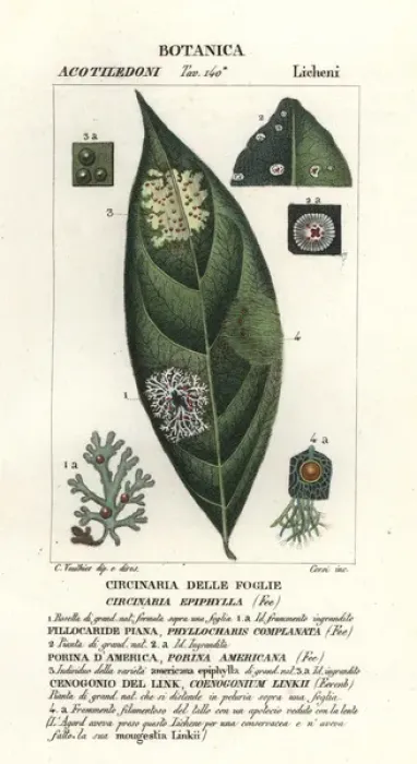 Framed Print : Leaf fungi, Circinaria epiphylla Framed Print : Leaf fungi, Circinaria epiphylla