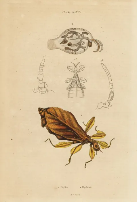 Framed Print : Leaf insect, Phyllium species, and nudibranch Framed Print : Leaf insect, Phyllium species, and nudibranch