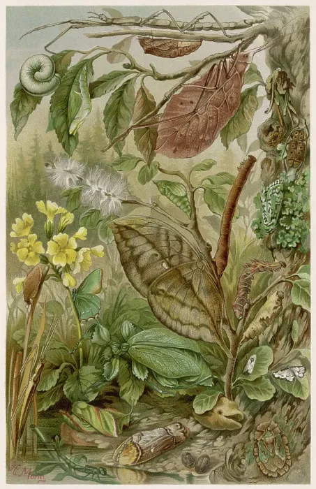 Framed Print : LEAF INSECTS Framed Print : LEAF INSECTS