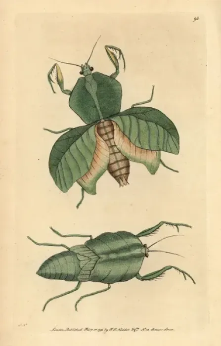 Framed Print : Leaf mantis, Choeradodis strumaria Framed Print : Leaf mantis, Choeradodis strumaria