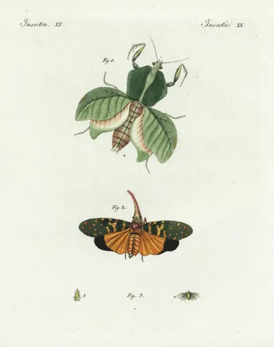 Framed Print : Leaf mantis, lantern fly, and european lantern fly Framed Print : Leaf mantis, lantern fly, and european lantern fly
