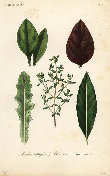 Leaf vegetables and herbs