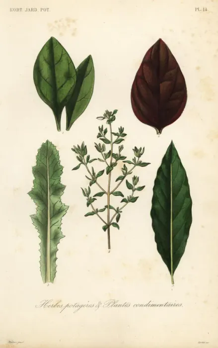 Framed Print : Leaf vegetables and herbs Framed Print : Leaf vegetables and herbs