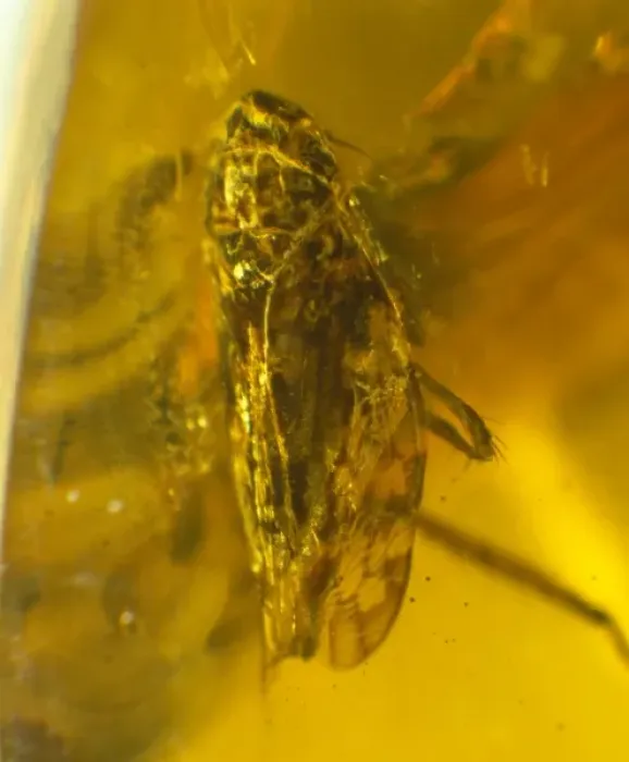 Framed Print : Leafhopper in amber