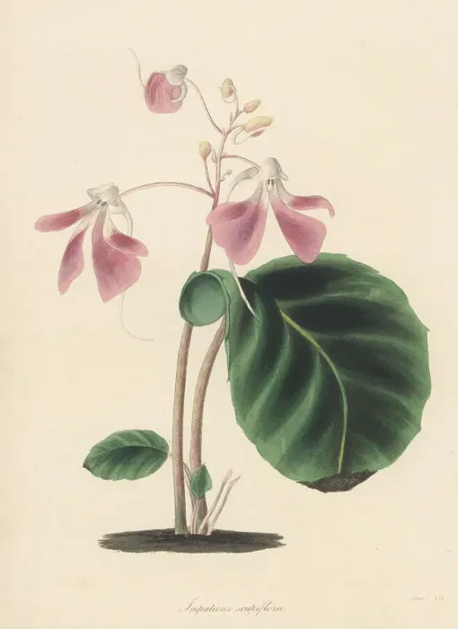 Framed Print : Leafless-stem balsam, Impatiens scapiflora Framed Print : Leafless-stem balsam, Impatiens scapiflora