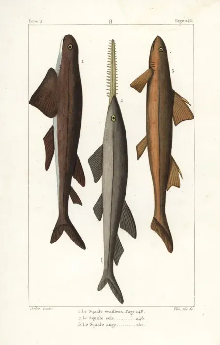 Framed Print : Leafscale gulper shark, sawfish and angel shark Framed Print : Leafscale gulper shark, sawfish and angel shark