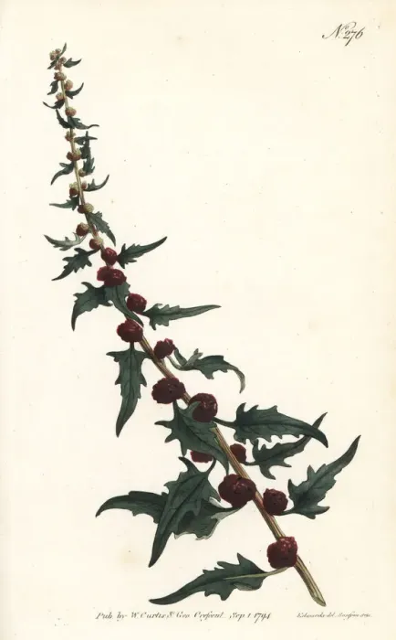 Framed Print : Leafy goosefoot, Chenopodium foliosum Framed Print : Leafy goosefoot, Chenopodium foliosum