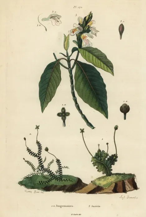 Framed Print : Leafy liverworts and Malabar nut Framed Print : Leafy liverworts and Malabar nut