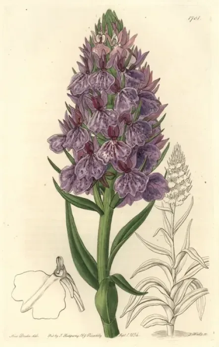 Framed Print : Leafy orchid, Dactylorhiza foliosa Framed Print : Leafy orchid, Dactylorhiza foliosa