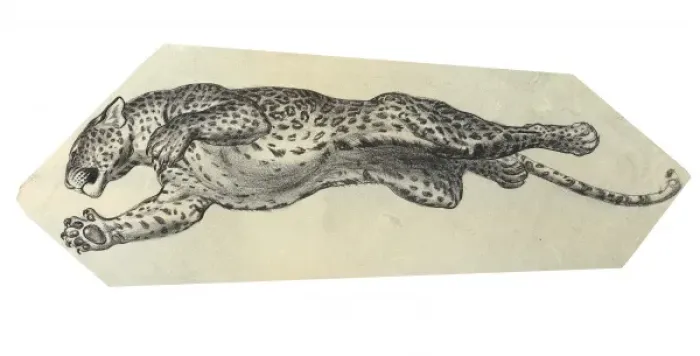 Framed Print : Leaping leopard Framed Print : Leaping leopard