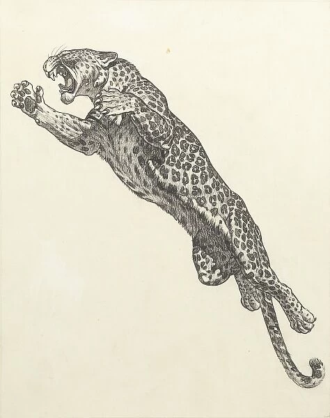 A leaping leopard. A snarling leopard caught in mid-leap
