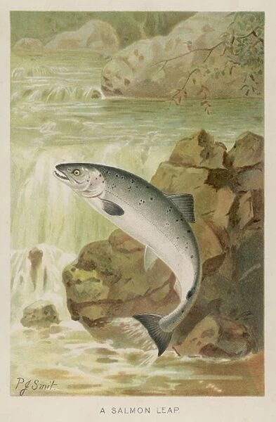 Leaping Salmon. A leaping salmon
