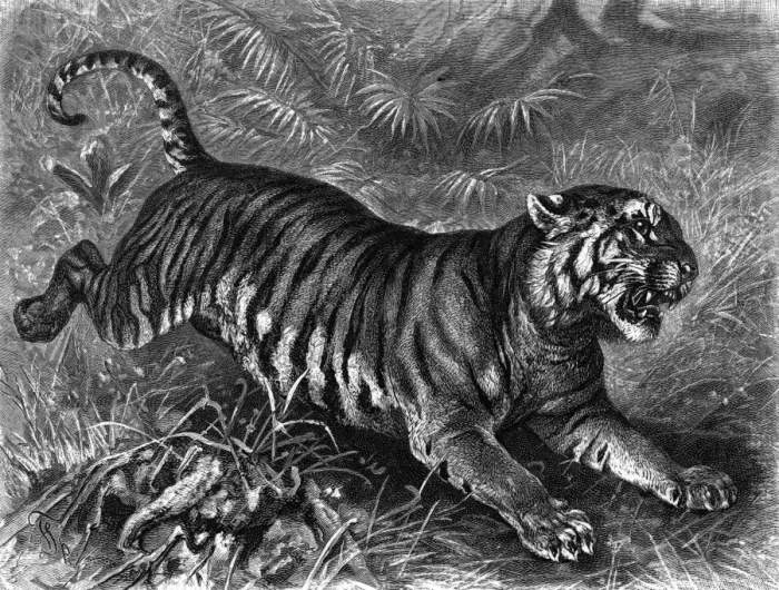 Framed Print : Leaping Tiger Framed Print : Leaping Tiger