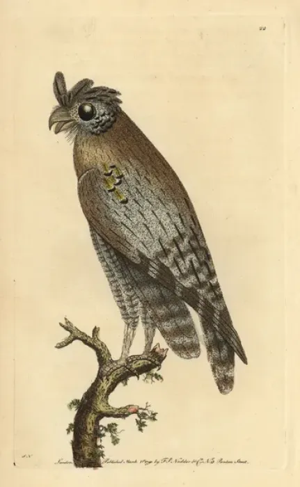Framed Print : Least-horned owl, Strix pulchella Framed Print : Least-horned owl, Strix pulchella