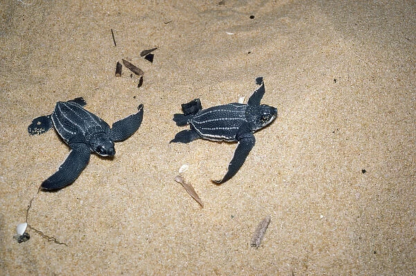 Leatherback  /  Leathery Turtle - YOUNG