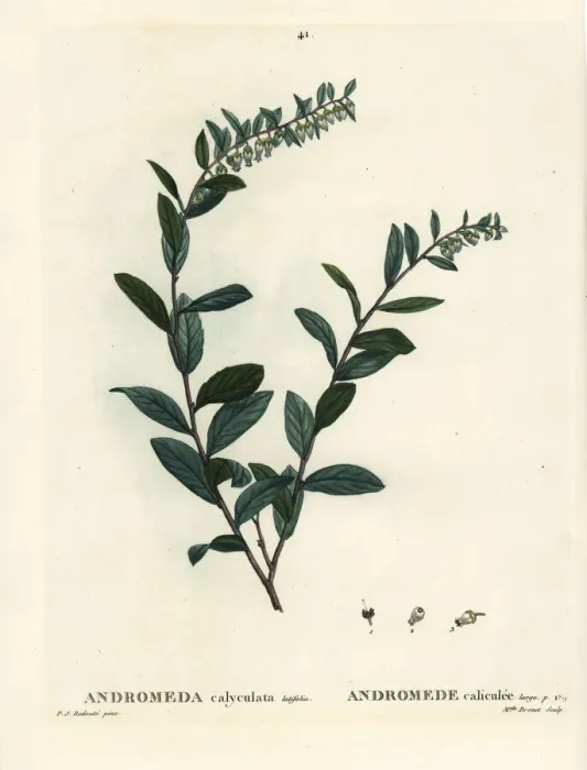 Framed Print : Leatherleaf, Chamaedaphne calyculata Framed Print : Leatherleaf, Chamaedaphne calyculata
