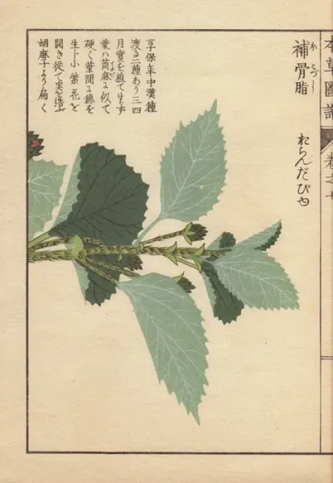 Framed Print : Leaves of Babchi or scurf pea, Psoralea corylifolia Framed Print : Leaves of Babchi or scurf pea, Psoralea corylifolia