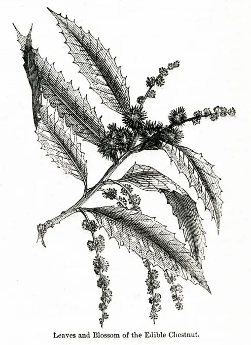 Framed Print : Leaves and blossom of edible chestnut, Fagus castanea Framed Print : Leaves and blossom of edible chestnut, Fagus castanea