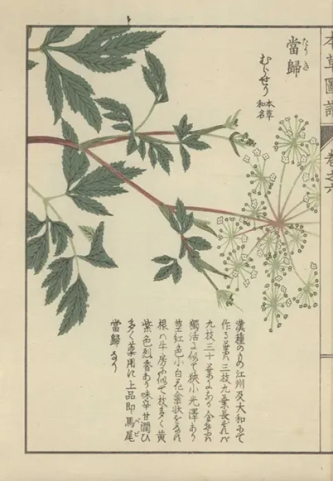 Framed Print : Leaves and delicate white florets of the licorice-root Framed Print : Leaves and delicate white florets of the licorice-root