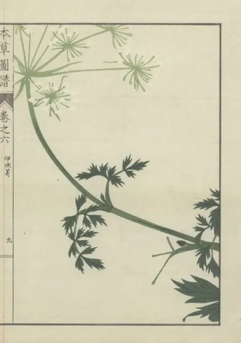 Framed Print : Leaves and flowers on a delicate, curved stem of carum Framed Print : Leaves and flowers on a delicate, curved stem of carum