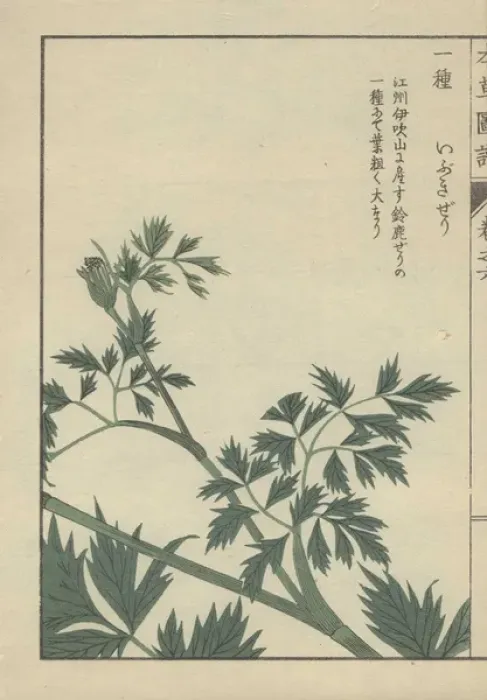 Framed Print : Leaves and fronds of carum Carum halopetalum Framed Print : Leaves and fronds of carum Carum halopetalum