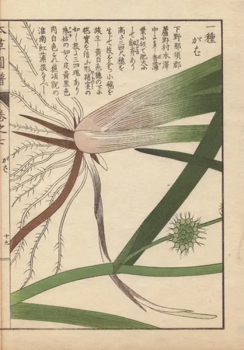 Framed Print : Leaves, roots and seeds of bur-reed, Sparganium Framed Print : Leaves, roots and seeds of bur-reed, Sparganium
