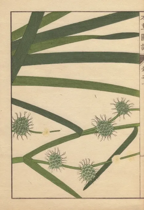 Framed Print : Leaves and seeds of bur-reed, Sparganium racemosum Huds Framed Print : Leaves and seeds of bur-reed, Sparganium racemosum Huds