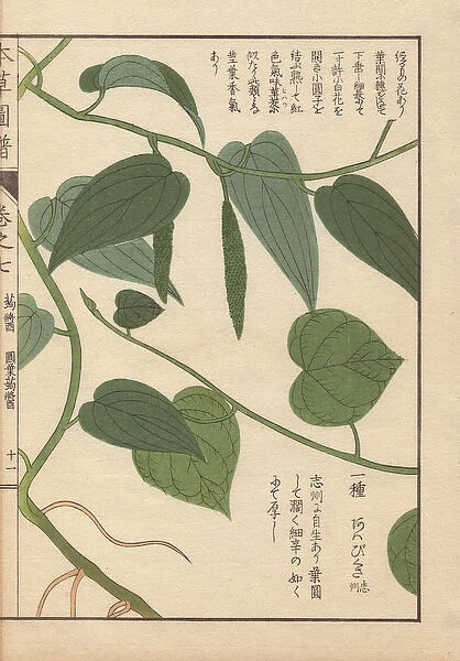 Leaves and stems of Japanese pepper, Piper futo-kadzura Sieb