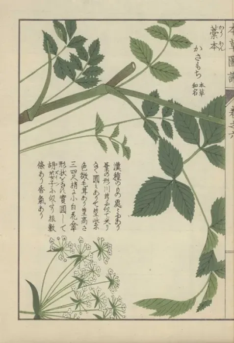 Framed Print : Leaves and tiny white flowers from a type of Framed Print : Leaves and tiny white flowers from a type of