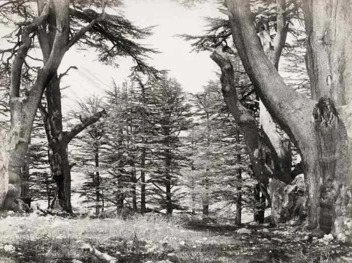 Framed Print : Lebanese cedar trees, photogrraphed by Frrancis Frith Framed Print : Lebanese cedar trees, photogrraphed by Frrancis Frith