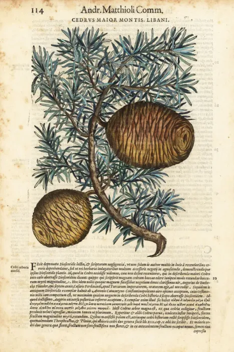Framed Print : Lebanon cedar tree, Cedrus libani Framed Print : Lebanon cedar tree, Cedrus libani